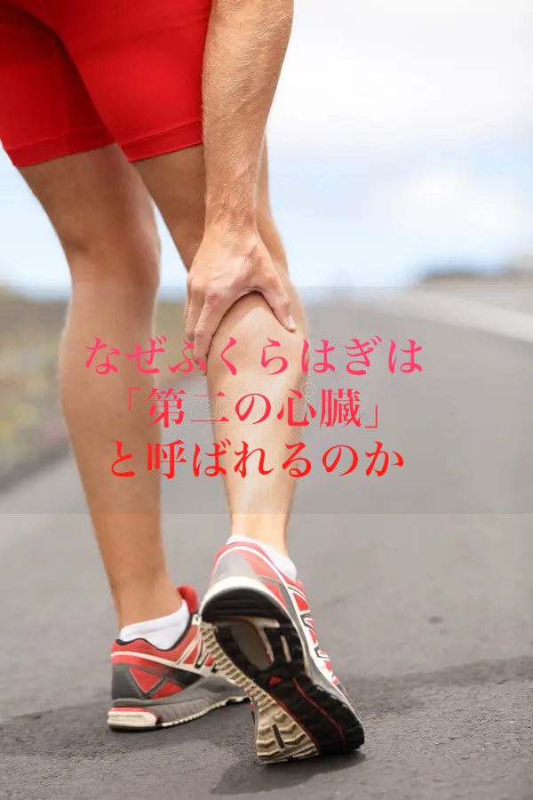 なぜふくらはぎは「第二の心臓」と呼ばれるのか。